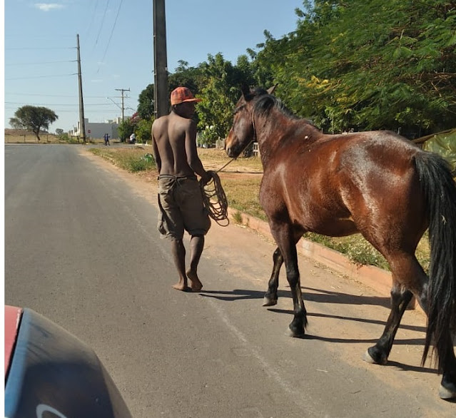 Homem é preso acusado de furtar cavalo da ONG Vida Bixo em Luis Eduardo Magalhães