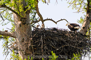 Bald Eagle chicks in nest (c) John Ashley