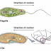 Morfologi, Organella, Nutrisi dan Reproduksi Protozoa