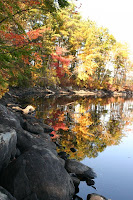 Mirrored trees