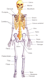 Esqueleto Axial e Esqueleto Apendicular