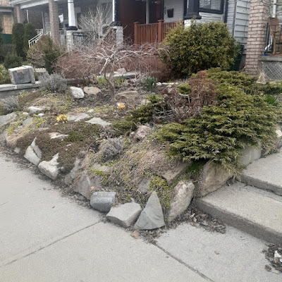 Junction Triangle Spring Garden Cleanup Before by Paul Jung--Toronto Garden Care Near Me