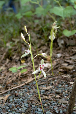 Cymbidium macrorhizon - The Long Rhizome Cymbidium care and culture