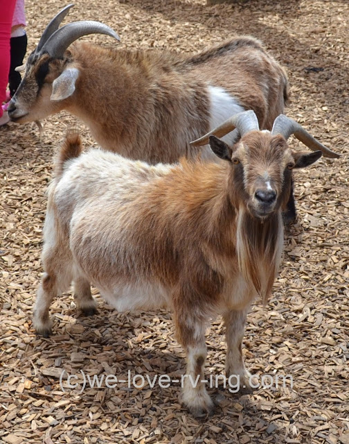 This appears to be a pregnant pygmy goat