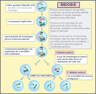 steps of meiosis. Meiosis Steps