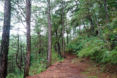 Tree Top Adventure Baguio Trekking Trail