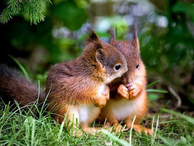 Cute Squirrels