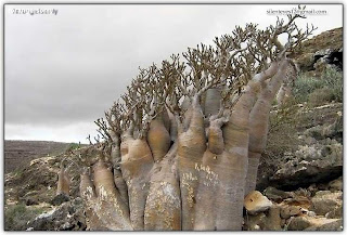 Socotra Island