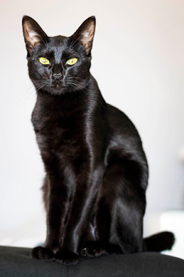 Retrato de mascota, foto de Carlos Larios