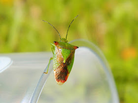 Shield Bug, 