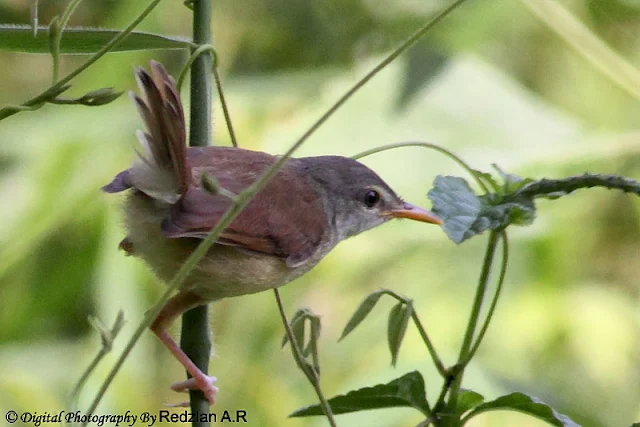 Juvenile Yellow-bellied Warbler