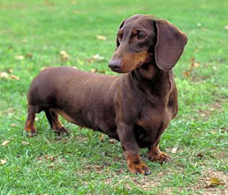 Dachshund pelo corto