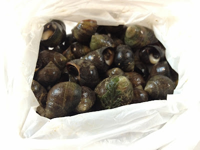 winkles