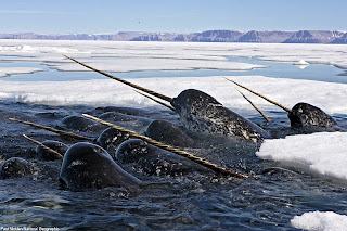 narwhal whale fish species horn rare artic