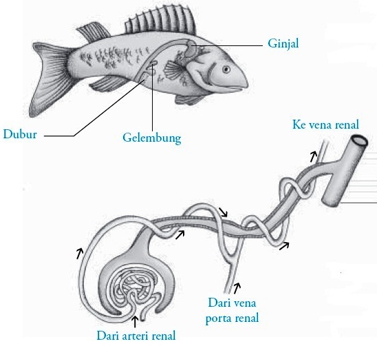 Sistem Ekskresi  pada Ikan
