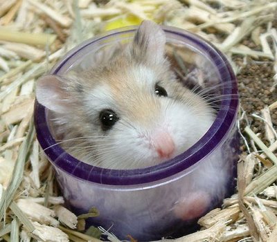 foto hamster yang sangat lucu}