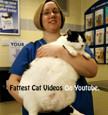 funny fat cat pictures. These Funny Fat Cats are worth