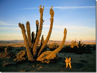 Deserto do Atacama (Fonte: National Geographic)