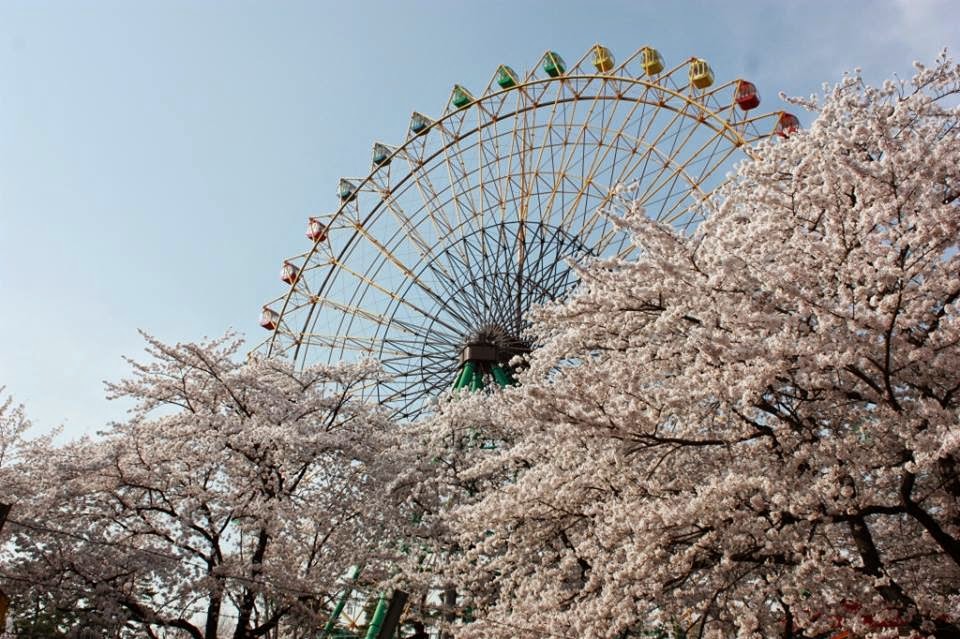 せなぷりのespritな日々 華蔵寺公園の桜