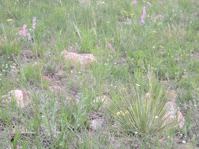 Rocky Mountain foothills grassland