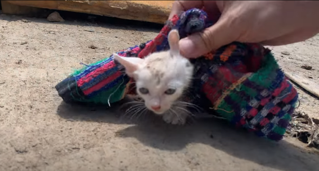 The-tale-of-rescuing-a-1-month-old-feral-cat-left-to-fend-for-itself-in-a-landfill-brought-tears-to-my-eyes