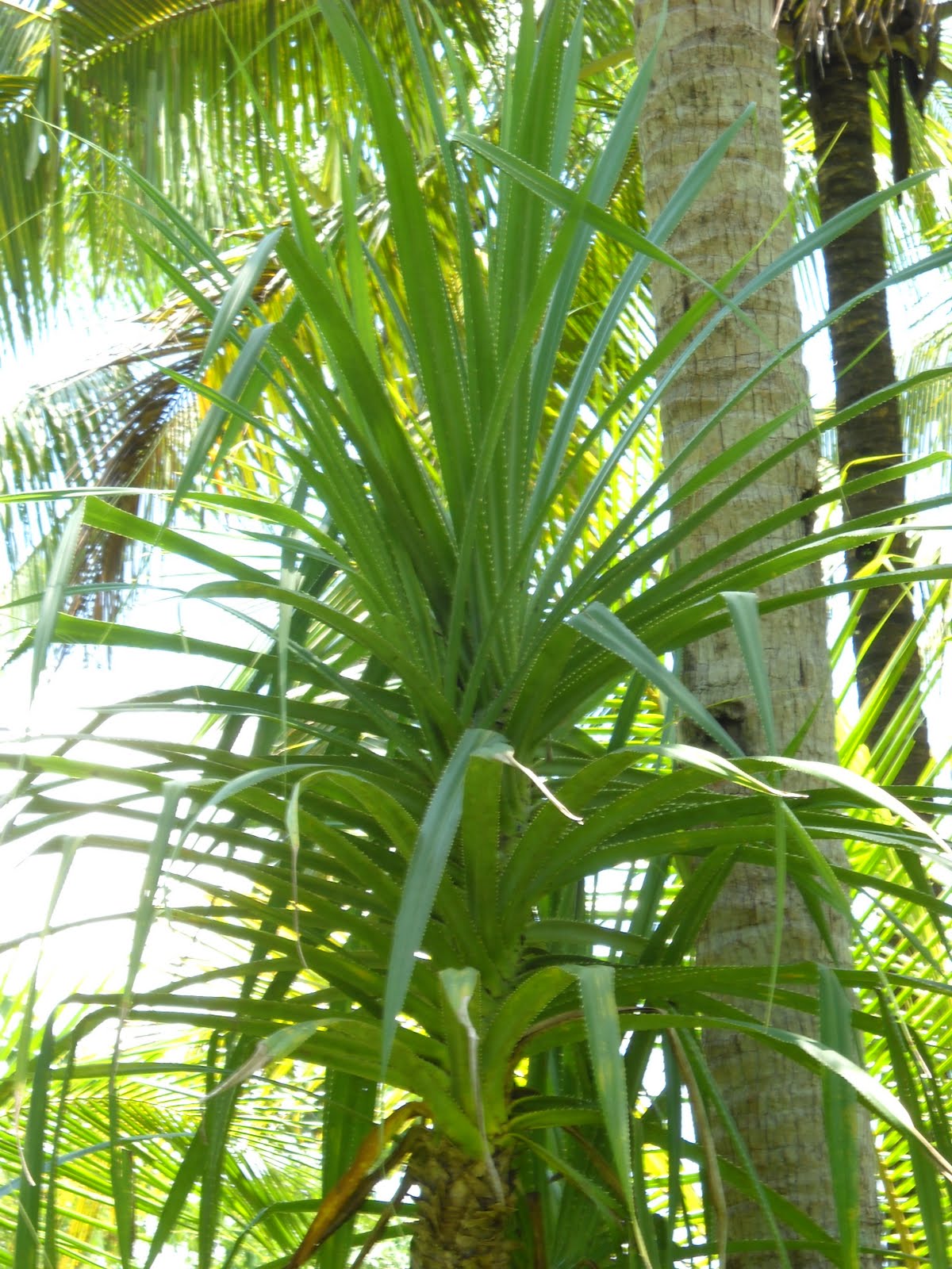 Kluwung DAUN PANDAN BERDURI EMAS