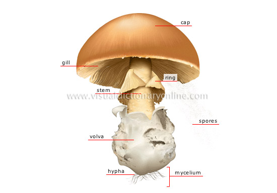 Kimeni's Blog: JAMUR ASCOMYCOTA DAN BASIDIOMYCOTA