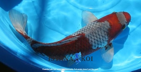 Jual Ikan Koi Kualitas Super di Pancoran Mas Depok