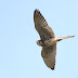 10月3日、絵鞆半島の渡り鳥
