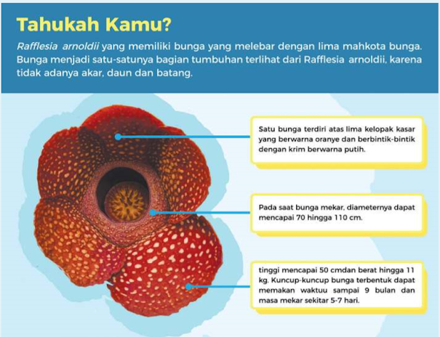 Rafflesia arnoldii