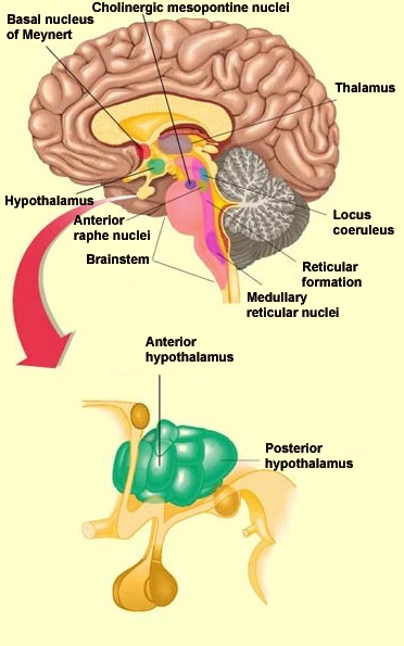 Reticular formation. Reticular Activating System.Reticular formation.