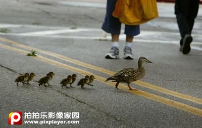 DUCKS MARCH FAST