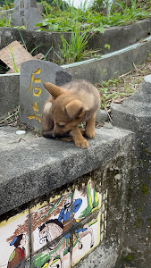 幼犬 后土