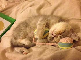 kitten sleeps with toy, funny cat pictures, funny cats