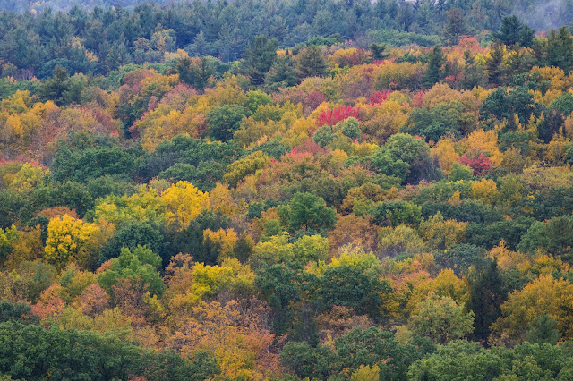 Foliage-Sherlbourne falls