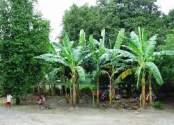 Pohon Pisang