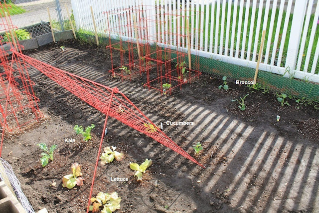 Kale, lettuce, cucumbers, and broccoli planted in the garden.