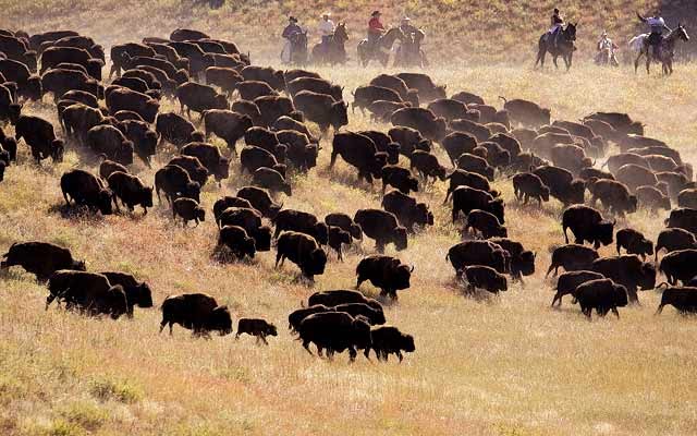 http://www.country-magazine.com/road-trip/midwest/custer-state-park-in-south-dakota/