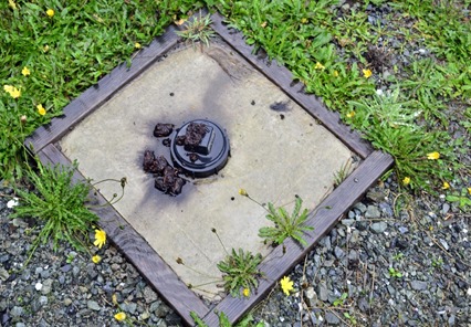Scat on Sewer