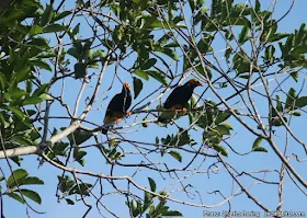 Rainforest tour from Sorong city to Tambrauw regency