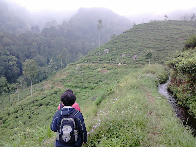 Kebun Teh Medini