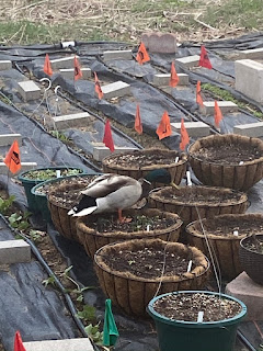 Duck in Hanging Pots