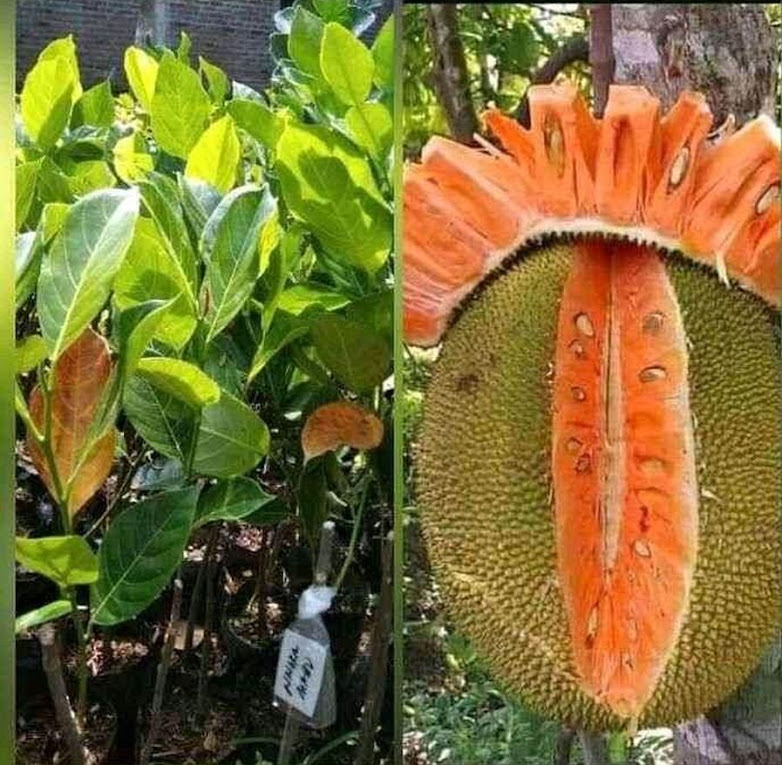 Nangka Merah Super Genjah Okulasi Kalimantan Utara