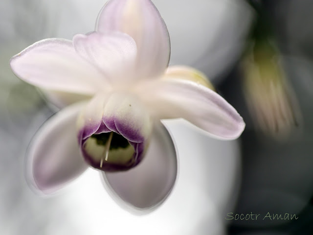 Anemonopsis macrophylla