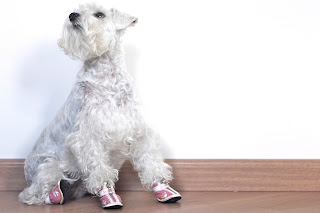 foto cachorro schnauzer com sapato