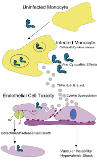 Pathenogenesis Penyakit Ebola