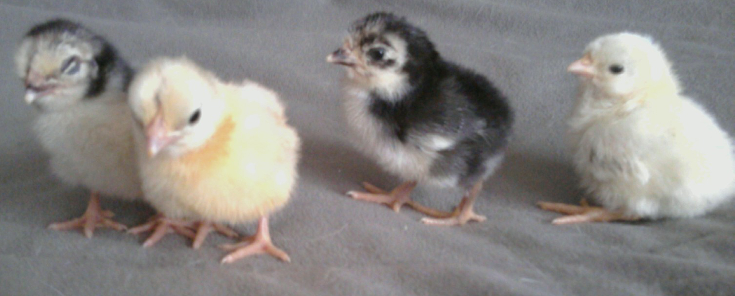 Colorado Foothills Serama Chicks And Eggs For Sale