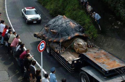 World's largest Tortoise found in Amazon sea