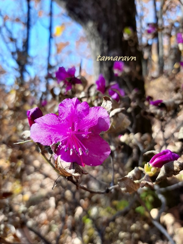 Рододендрон остроконечный (Rhododendron mucronulatum)