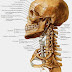 osteologie de crane